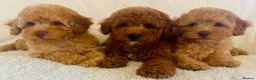 Toy Poodle dogs for sale: Toy poodle puppies  in Wakefield - Advert 4
