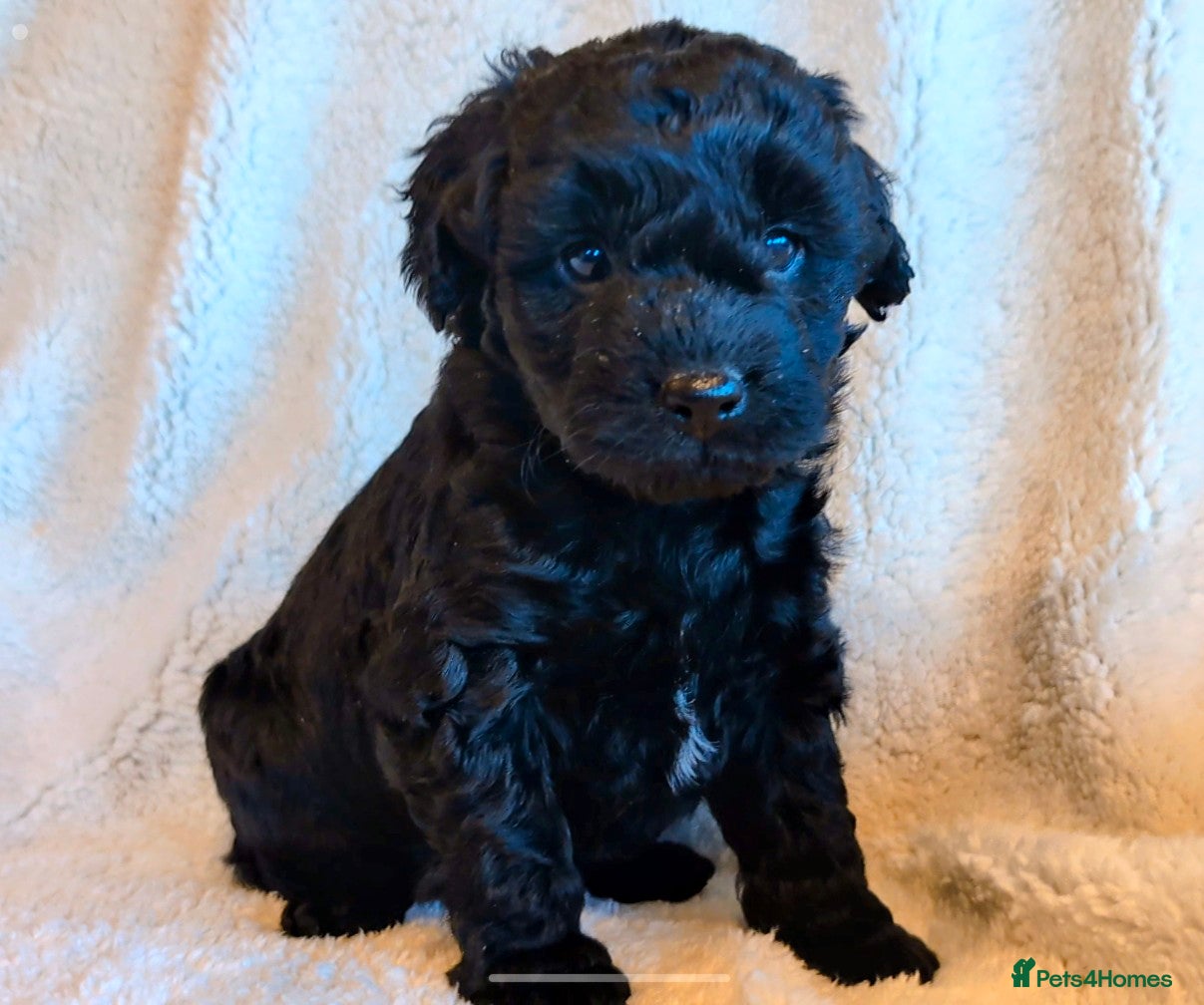Labradoodle dogs Ready Labradoodles No Deposit required. - Advert 8
