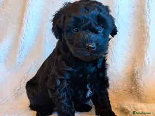 Labradoodle dogs Ready Labradoodles No Deposit required. - Advert 1
