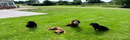 Cocker Spaniel dogs for stud: Proven Stud - Working Cocker Spaniel in Middlewich - Advert 31