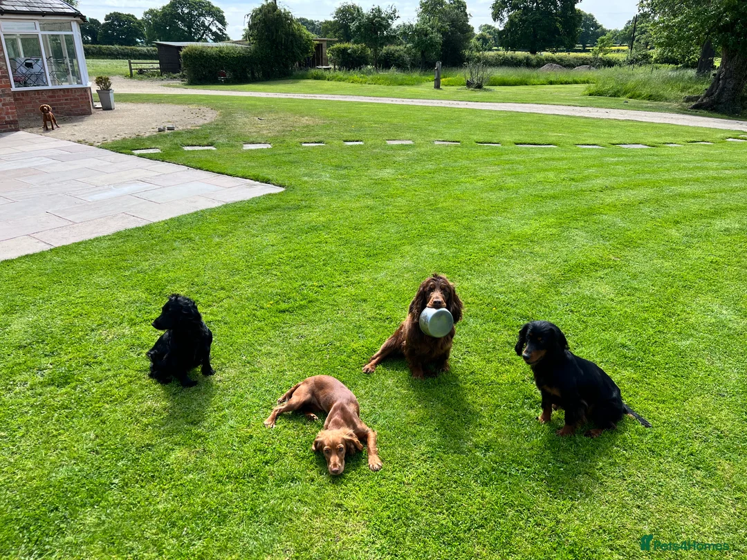 Cocker Spaniel dogs for stud: Proven Stud - Working Cocker Spaniel in Middlewich - Advert 31