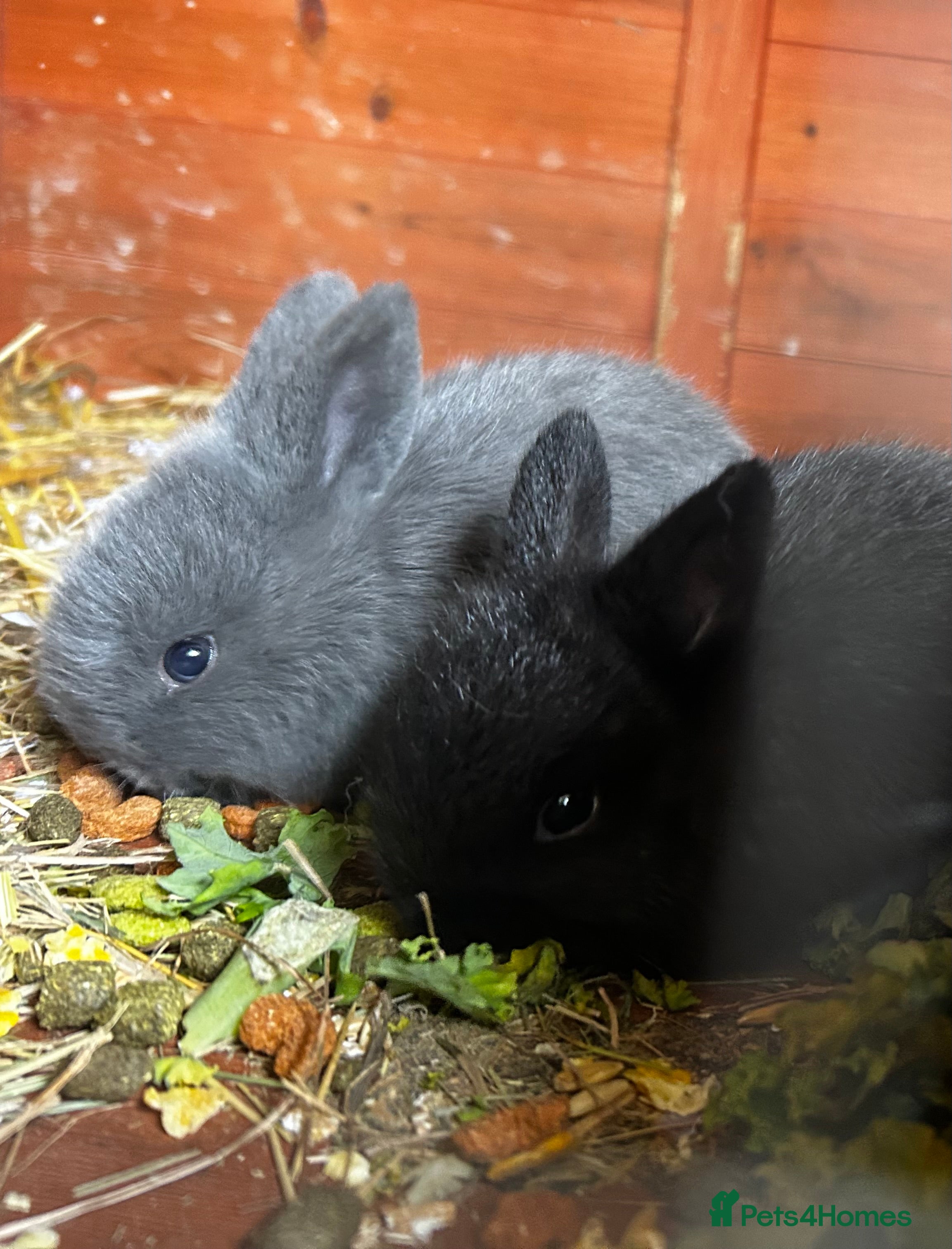 Mixed Breed rabbits Mini lop x lop  - Advert 1