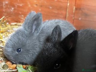 Mixed Breed rabbits Mini lop x lop - Advert 1