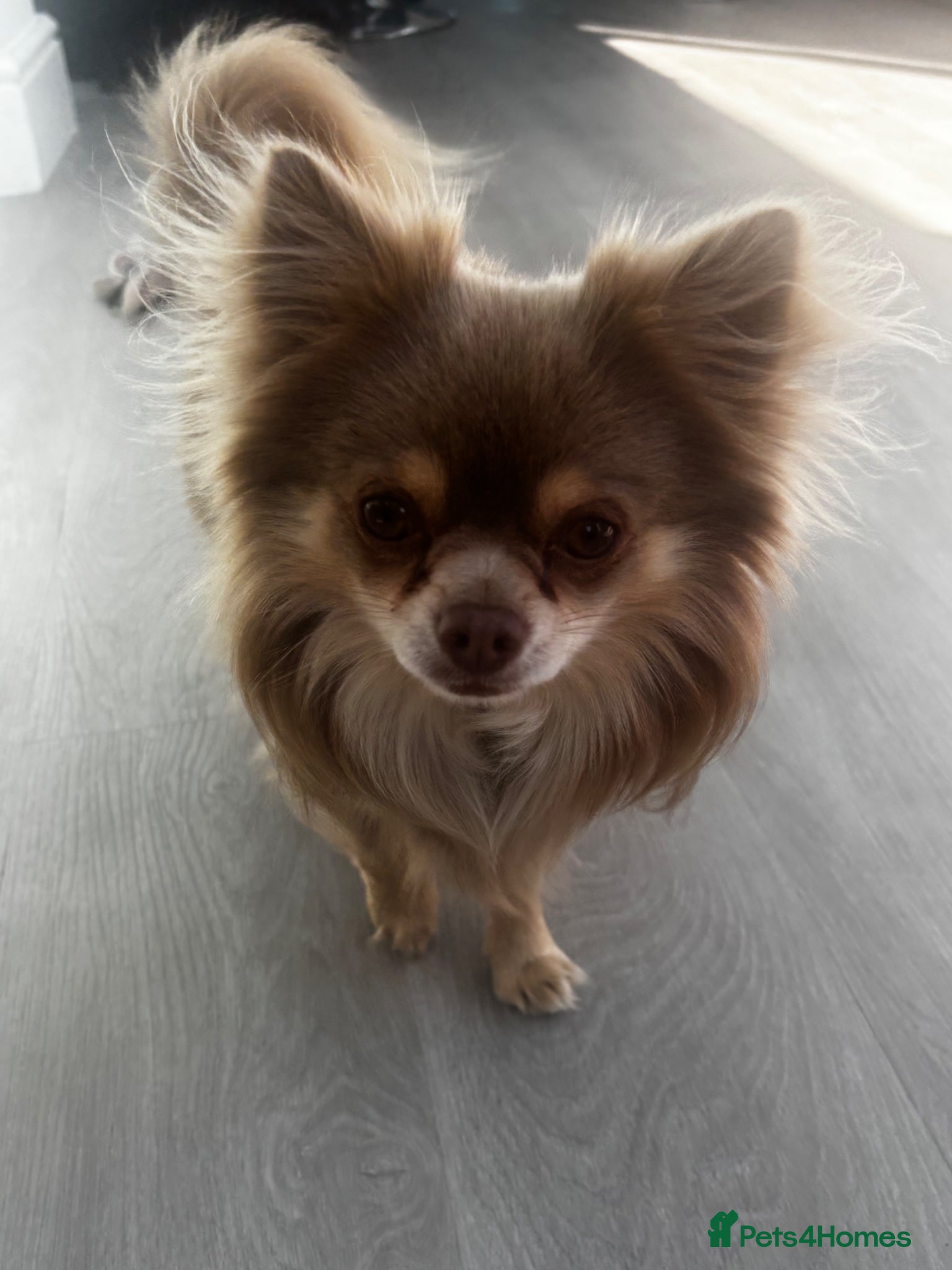 Chihuahua dogs Beautiful long haired lilac stud Alfie - Advert 1