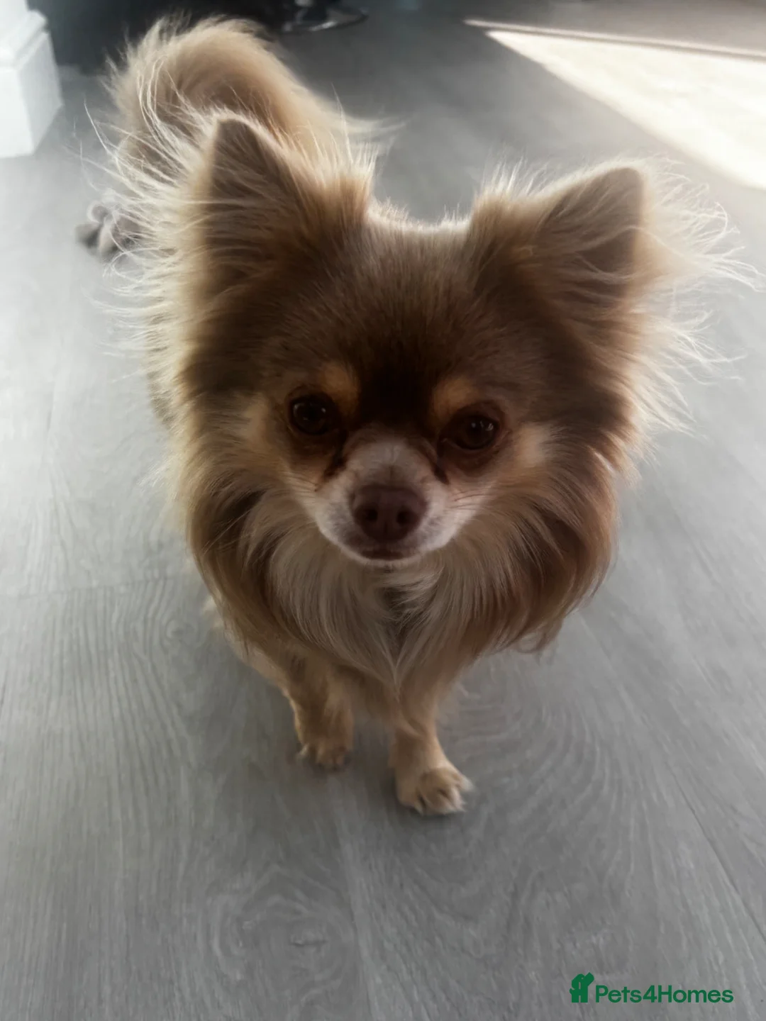 Chihuahua dogs for stud: Beautiful long haired lilac stud Alfie in Hayling Island - Advert 1