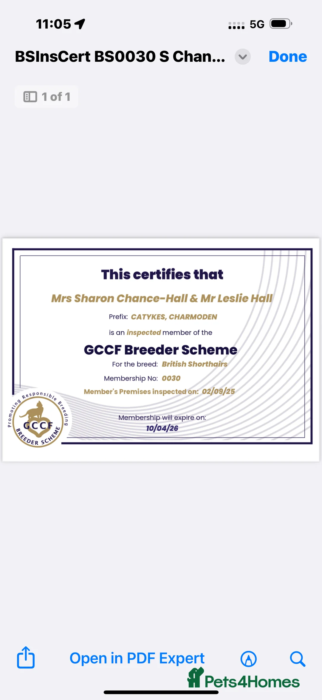 British Shorthair cats for sale: British shorthair kitten  - Advert 3