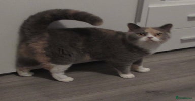 British Shorthair cats in Ferndale - Advert 8