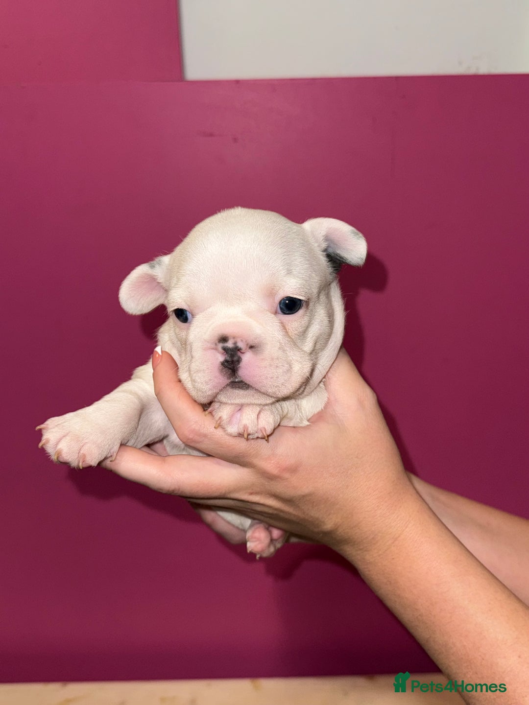 French Bulldog dogs for sale: 5 female French Bulldog –9 weeks old💙 🐾 - Advert 35
