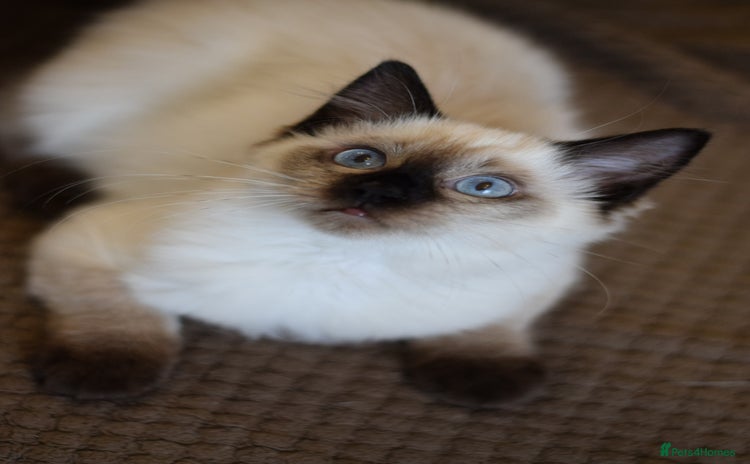Ragdoll cats - Advert 11