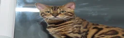 Bengal cats for sale: Stunning Stud - Advert 1