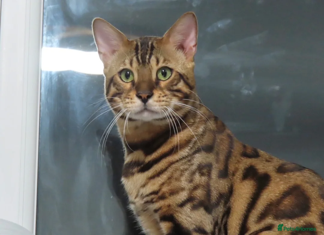 Bengal cats for sale: Stunning Stud - Advert 1
