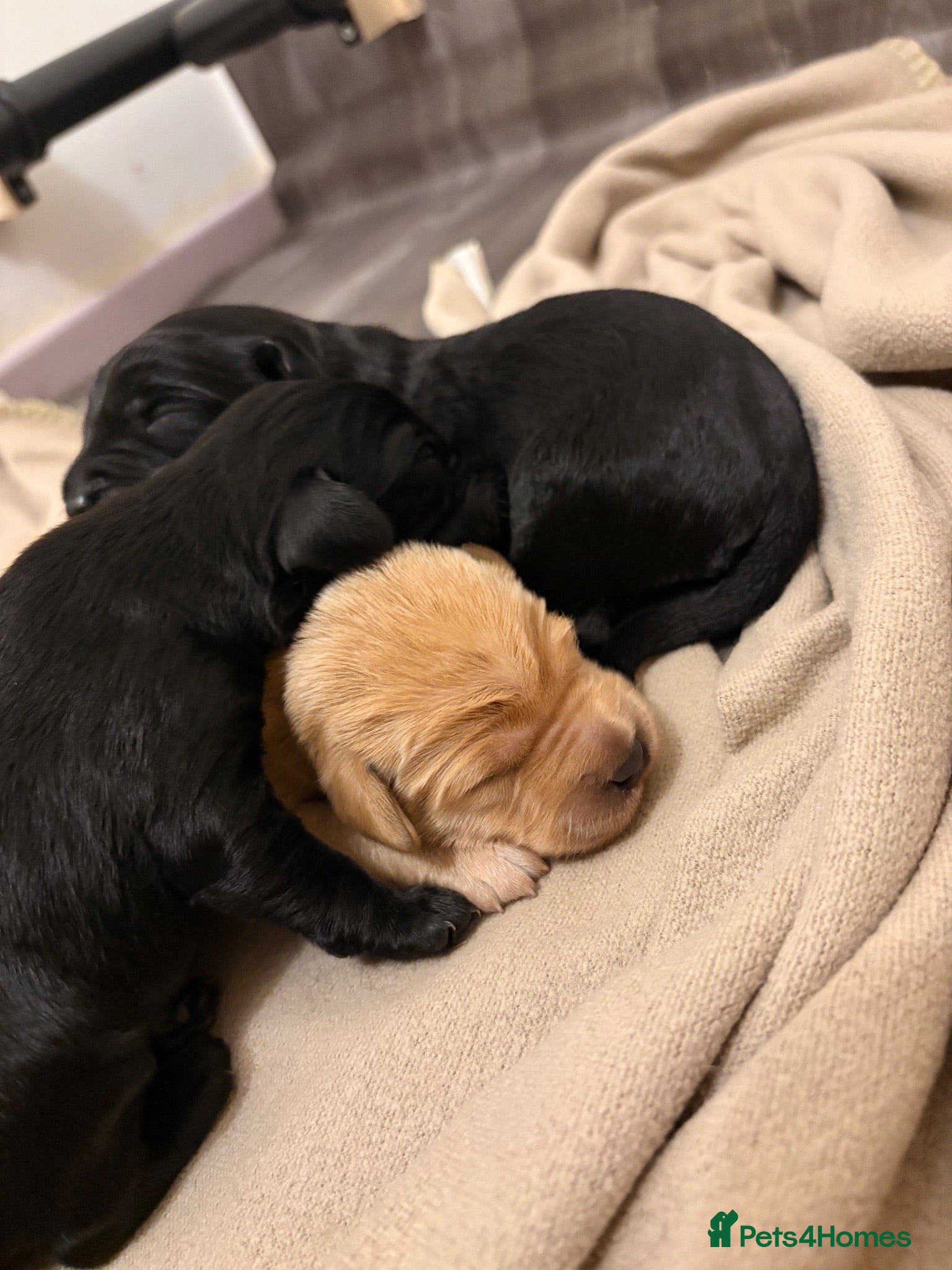Labradoodle dogs 🦴❤️ beautiful F1 Labradoodle puppies ❤️🦴 - Advert 1