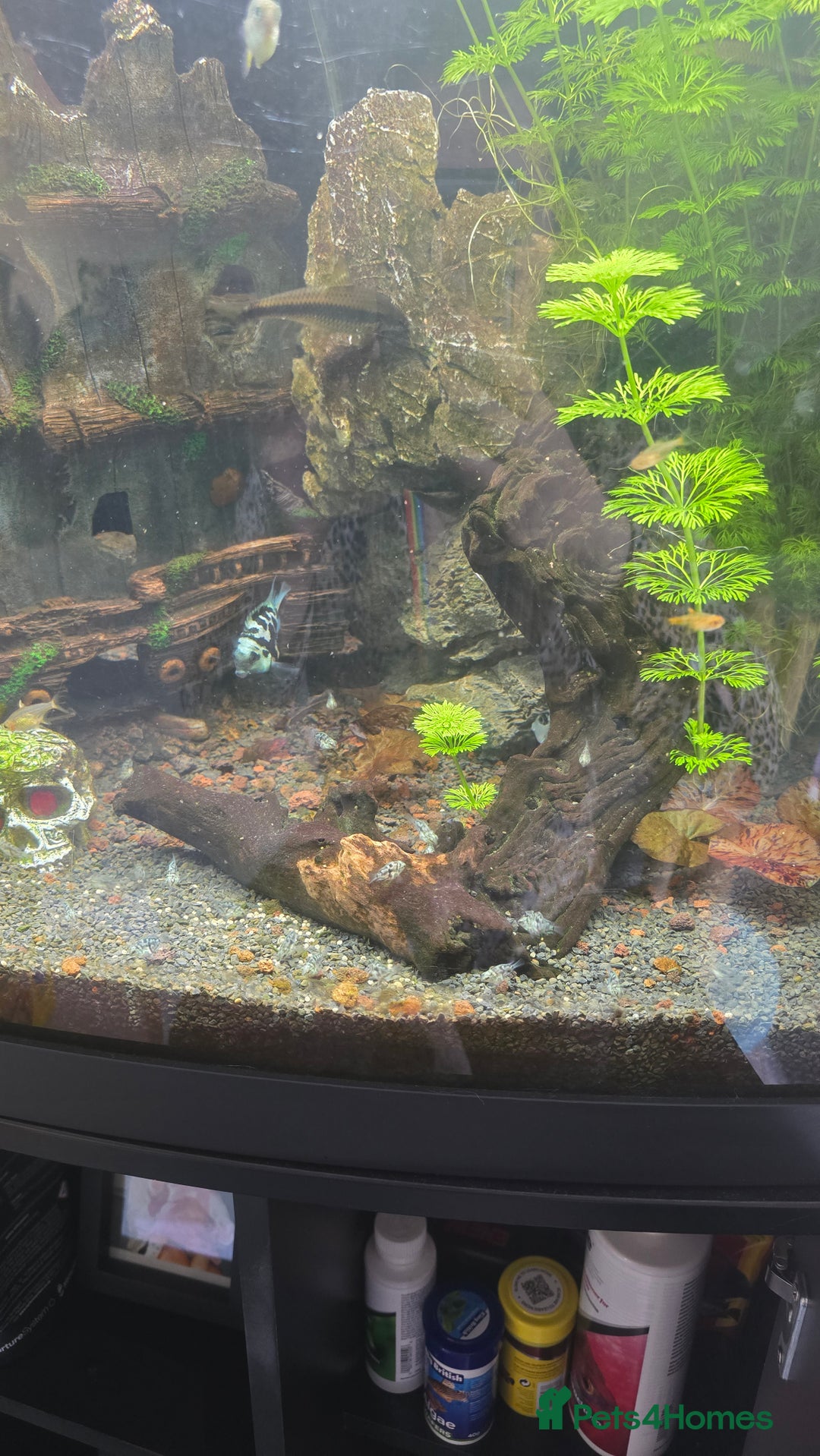 Cichlids fish for sale: Polar parrot fish  - Image 5