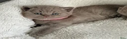 British Shorthair cats for sale: stunning british shorthair  - Advert 17