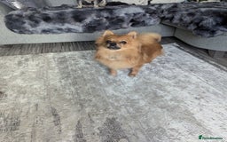 Pomchi dogs for sale: Pomchi  - Image 6