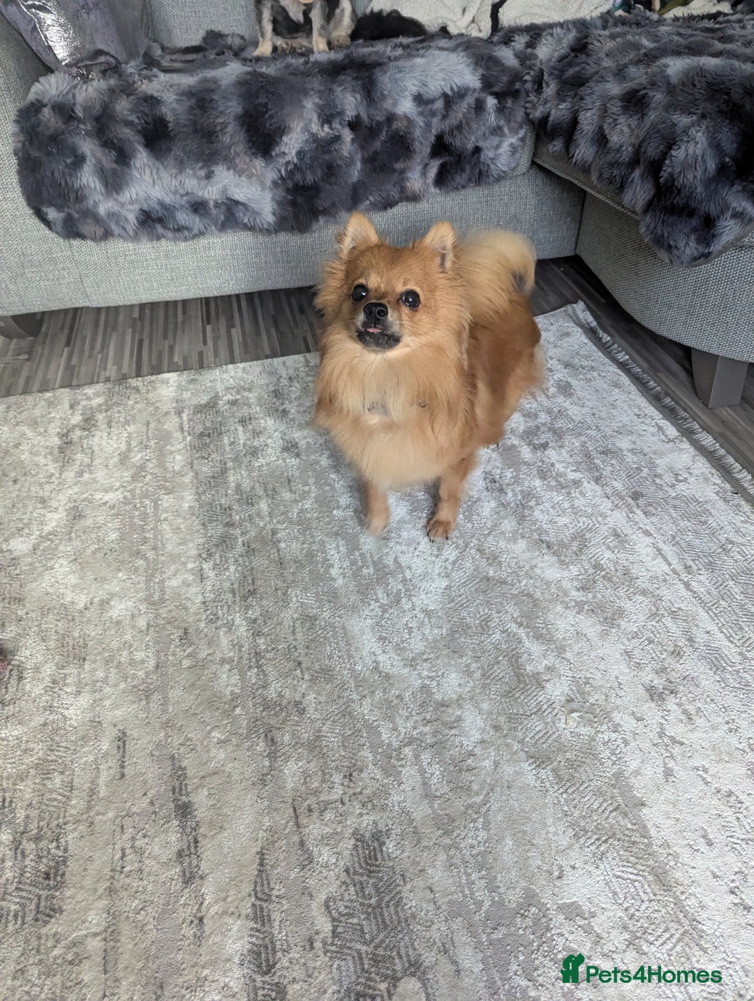 Pomchi dogs for sale: Pomchi  - Image 6