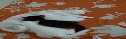 European cats for sale: Adorable Kittens - Advert 2
