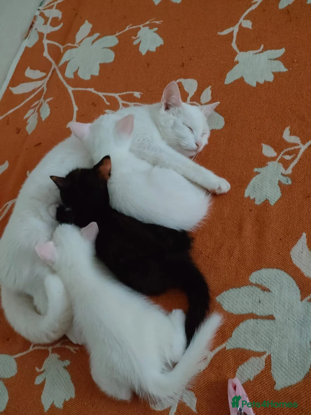 European cats for sale: Adorable Kittens - Advert 2