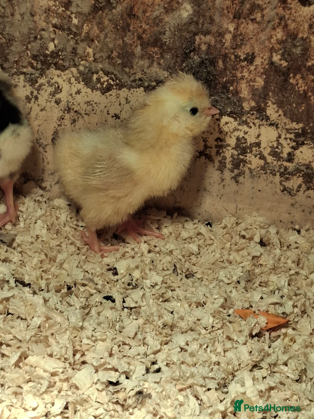 Chickens poultry for sale: Mottled Houdans chicks - Advert 9
