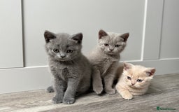 British Shorthair cats for sale: GCCF registered British shorthair kittens - Image 4