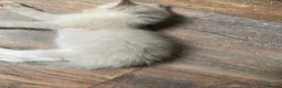 Ragdoll cats for sale: Adorable Pedigree Ragdoll Kittens  - Advert 8