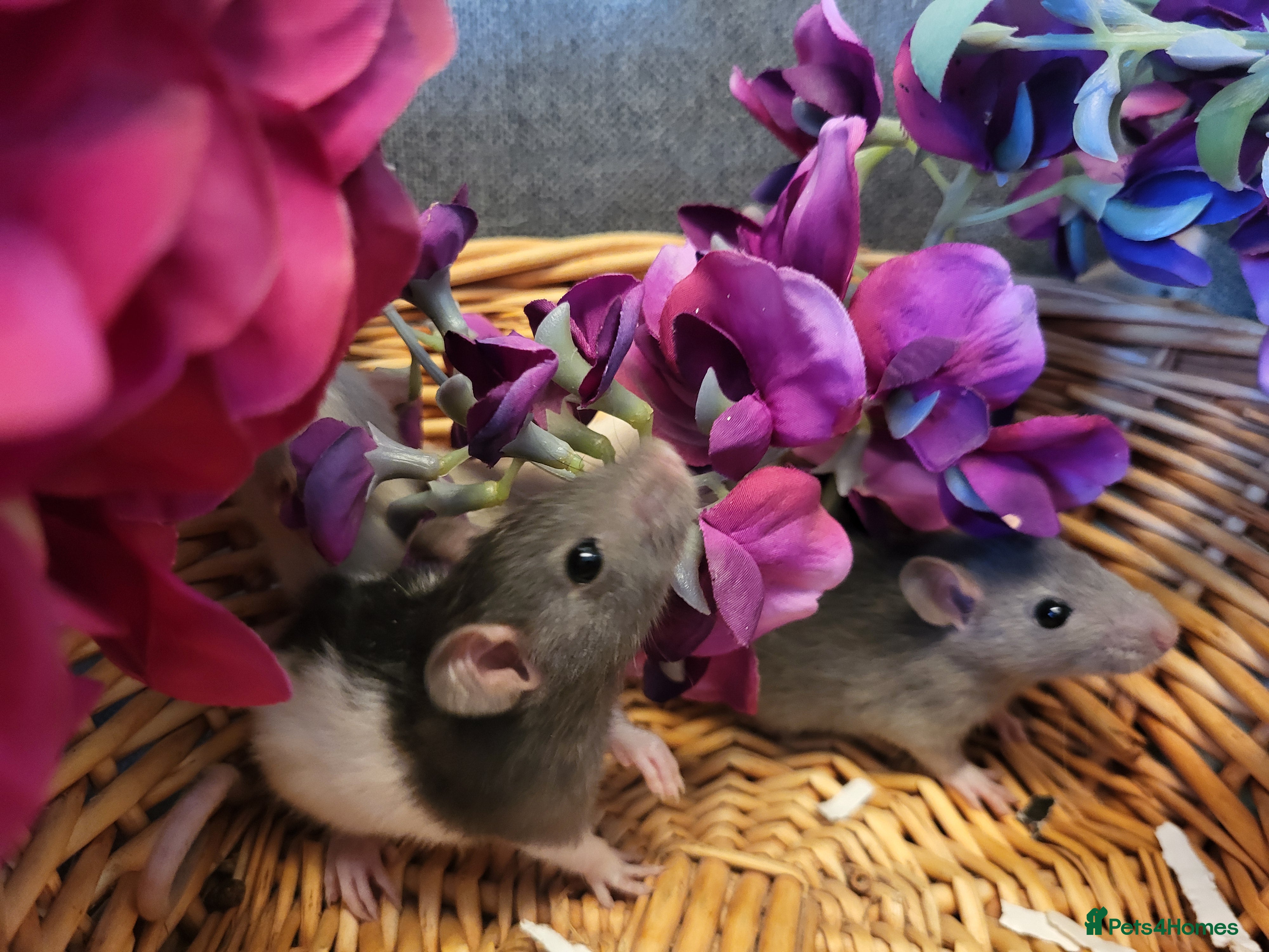Rat rodents Stunning friendly fancy rats - Advert 4