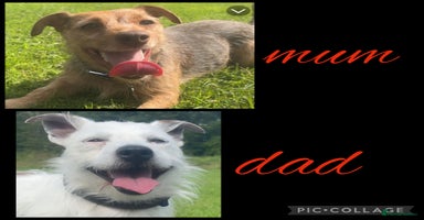 Jack Russell dogs - Advert 6