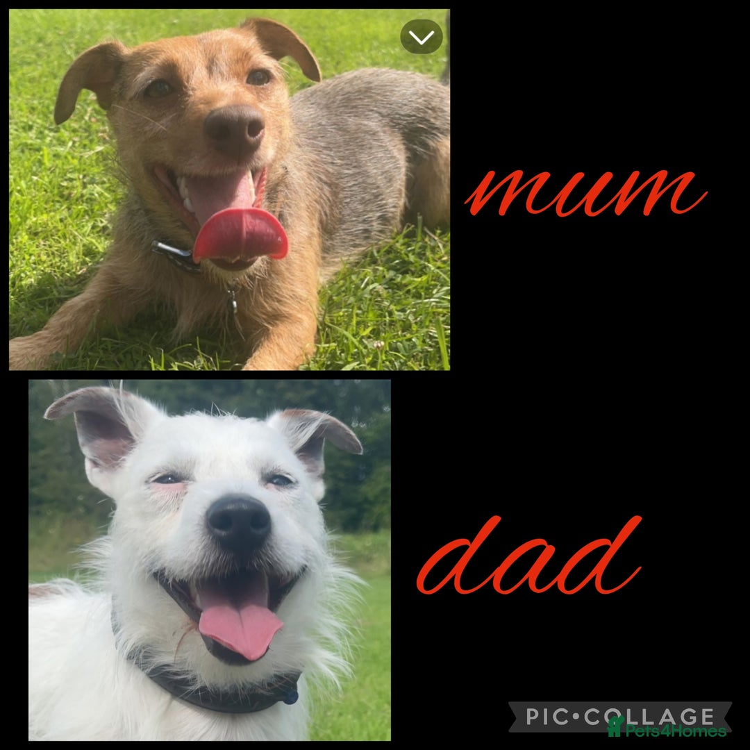 Jack Russell dogs for sale: LOVELY TRI-COLOURED JACK RUSSELL PUPS FOR SALE🐶❤️ - Image 3