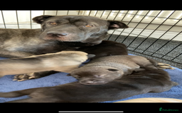 Mixed Breed dogs for sale: ⭐️Stunning Shar pei pups⭐️ - Image 3