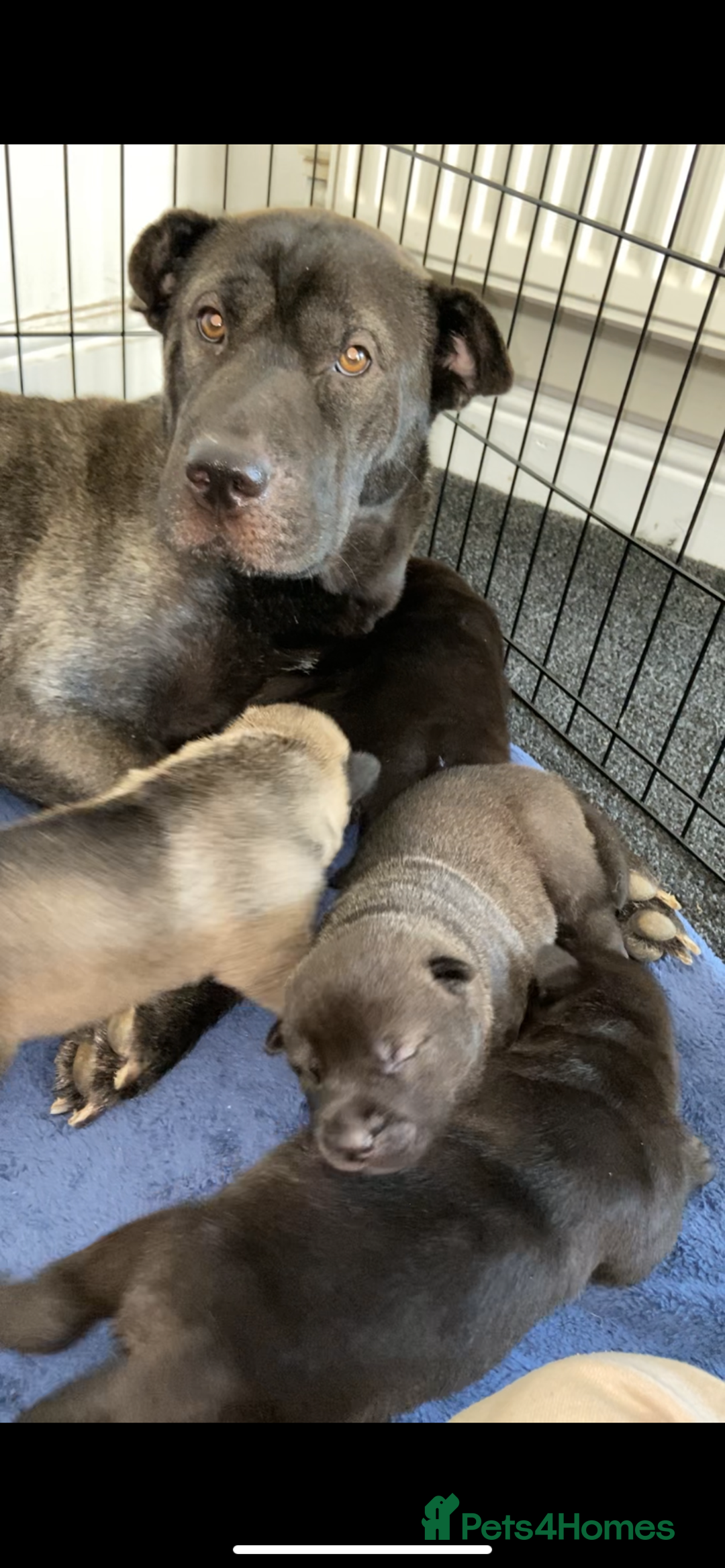 Mixed Breed dogs for sale: ⭐️Stunning Shar pei pups⭐️ - Image 3