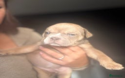 English Bulldog dogs for sale: new english bull dog - Image 15