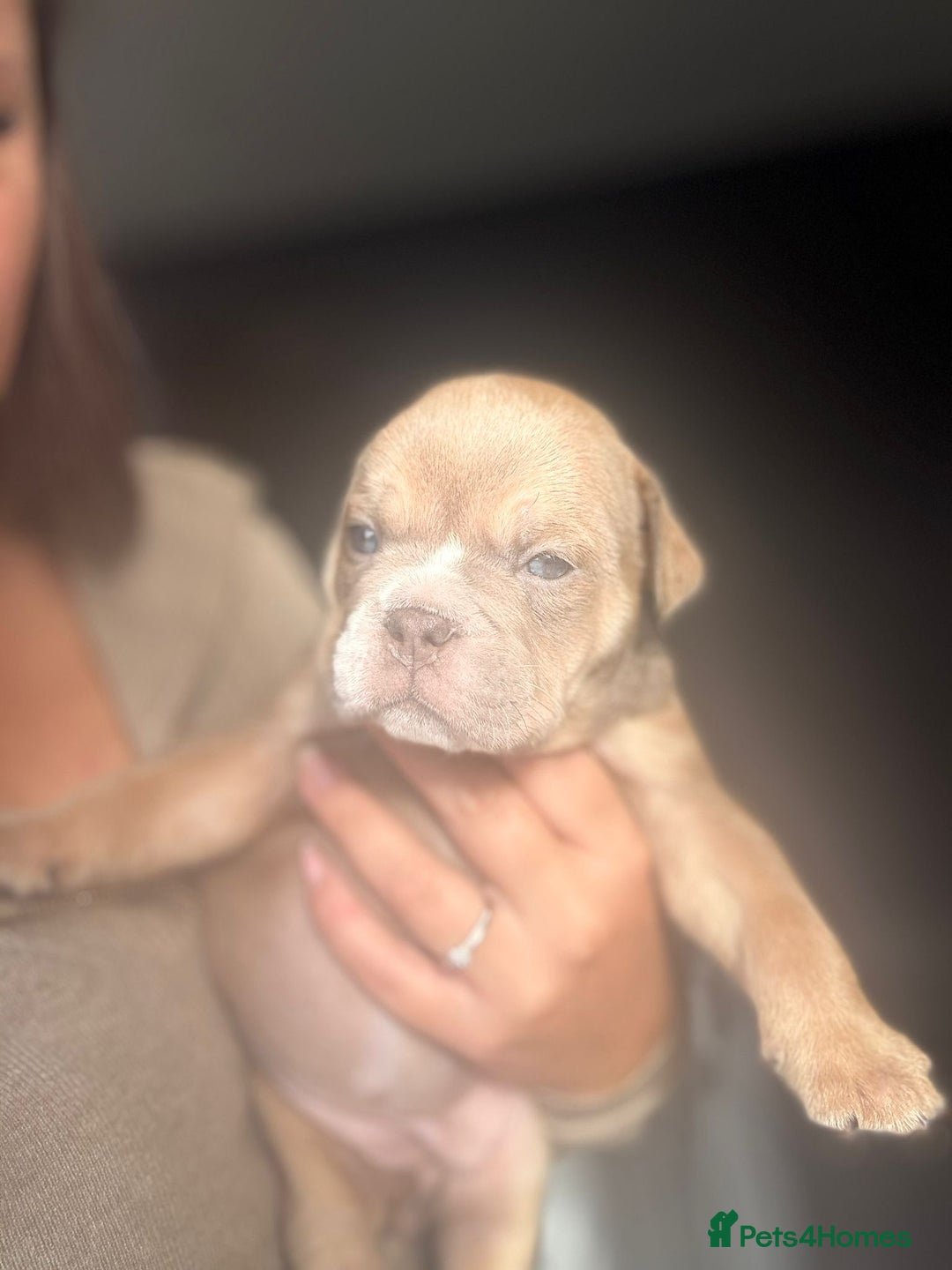 English Bulldog dogs for sale: new english bull dog - Image 15
