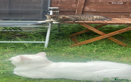 Bengal cats for sale: Tabby stripy Bengal cross  - Image 7