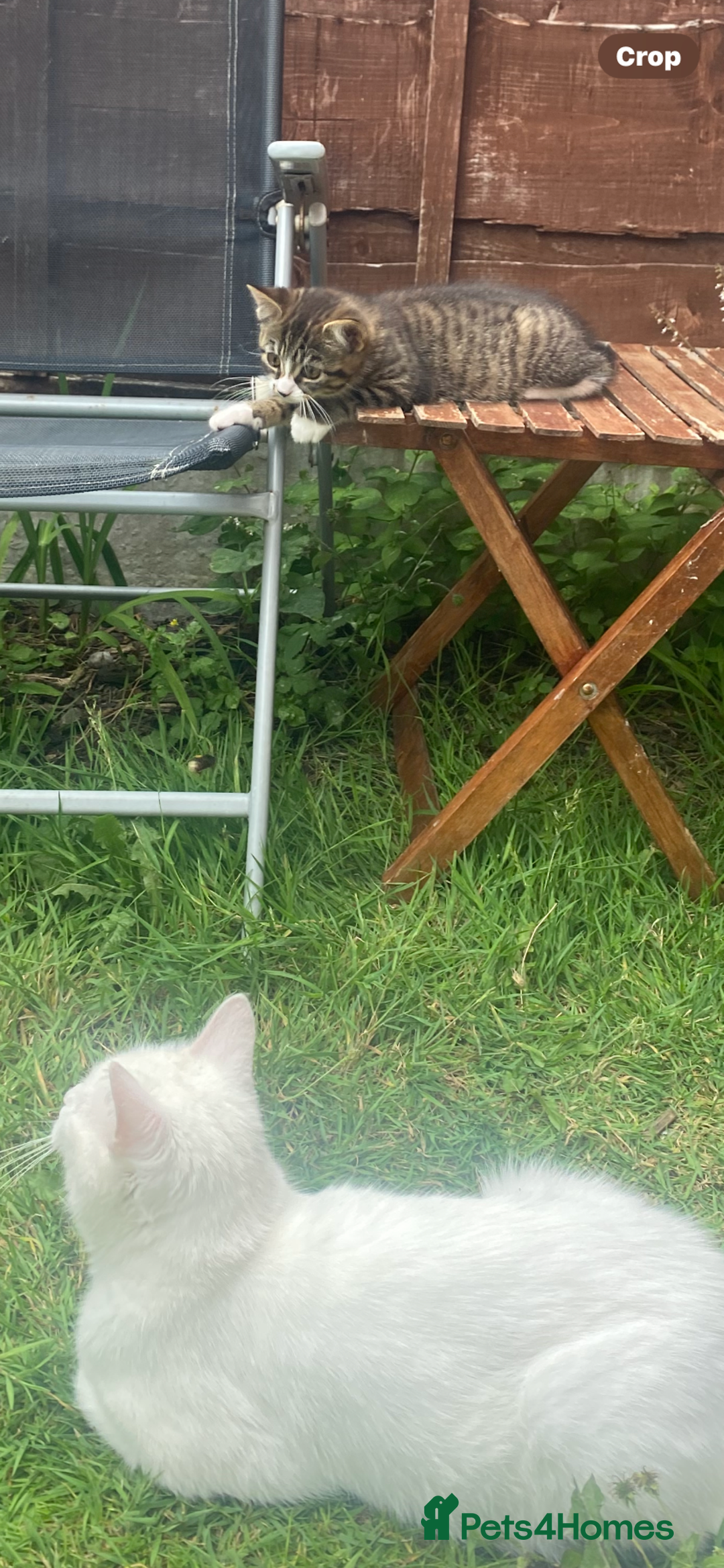 Bengal cats for sale: Tabby stripy Bengal cross  - Image 7