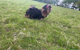 Yorkshire Terrier dogs for sale: Absolutely adorable mini yorkie puppies  - Image 31