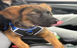 Mixed Breed dogs for sale: German shepherd x cane corso - Image 3