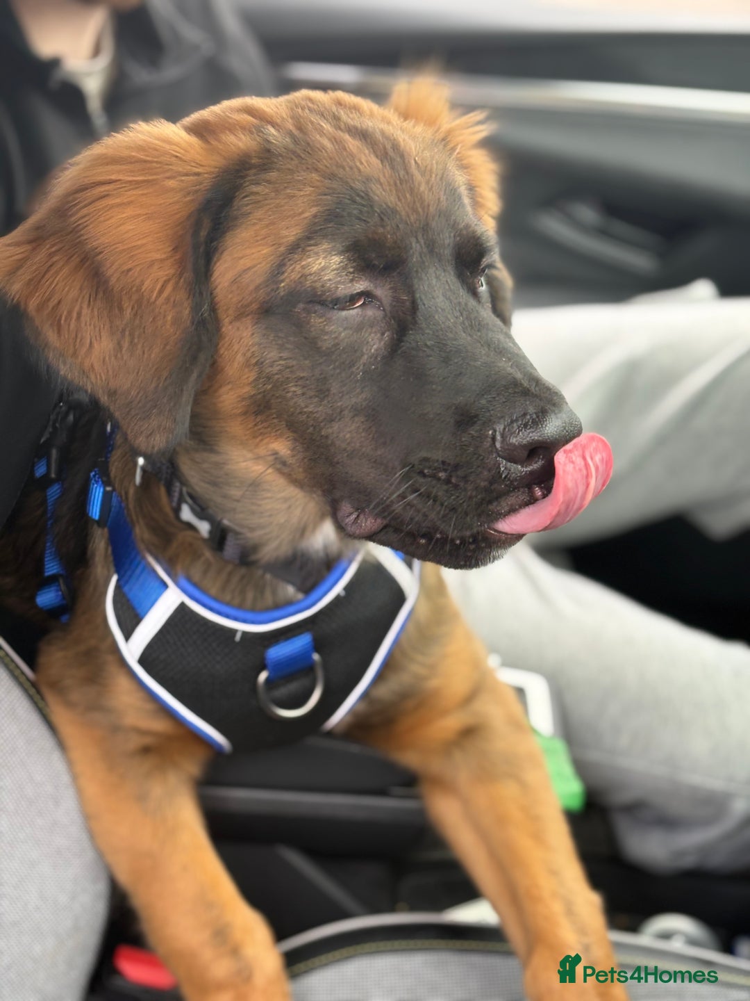 Mixed Breed dogs for sale: German shepherd x cane corso - Image 3