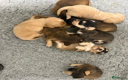 Labradoodle dogs for sale: Unique Stunning miniature doodles - Advert 5