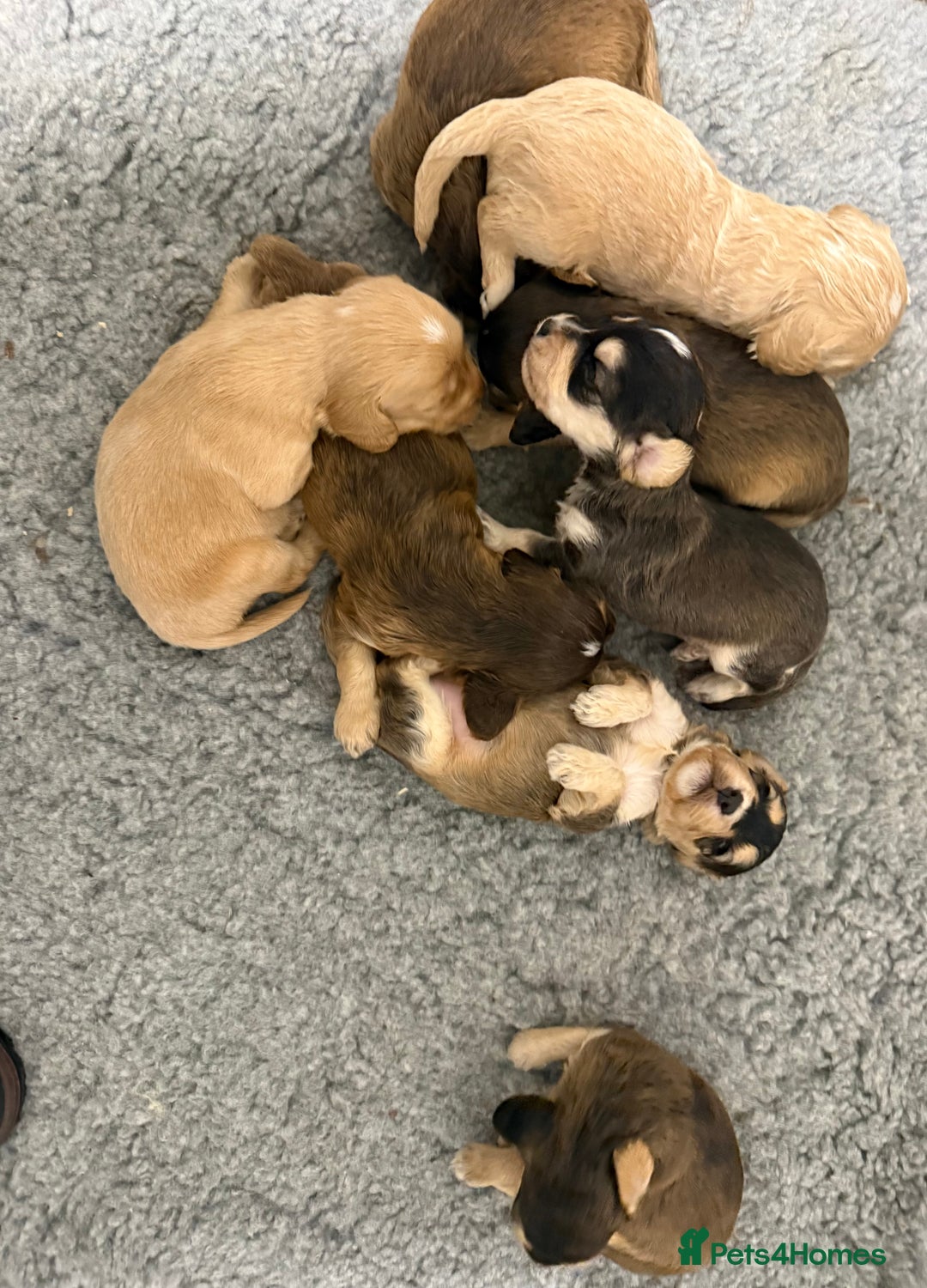 Labradoodle dogs for sale: Unique Stunning miniature doodles - Advert 5