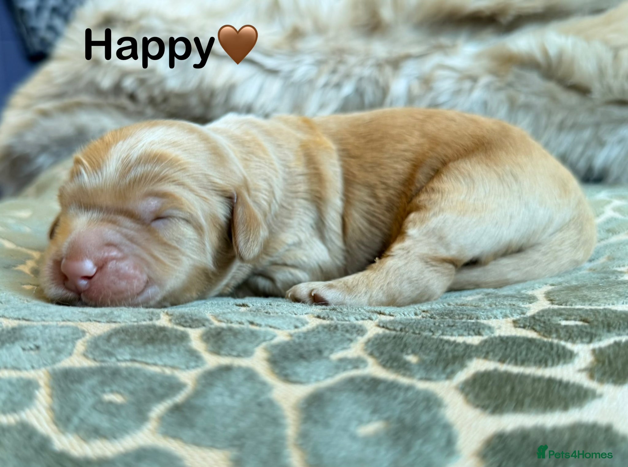 Australian Labradoodle dogs 100% WALA registered Australian Labradoodles - Advert 1