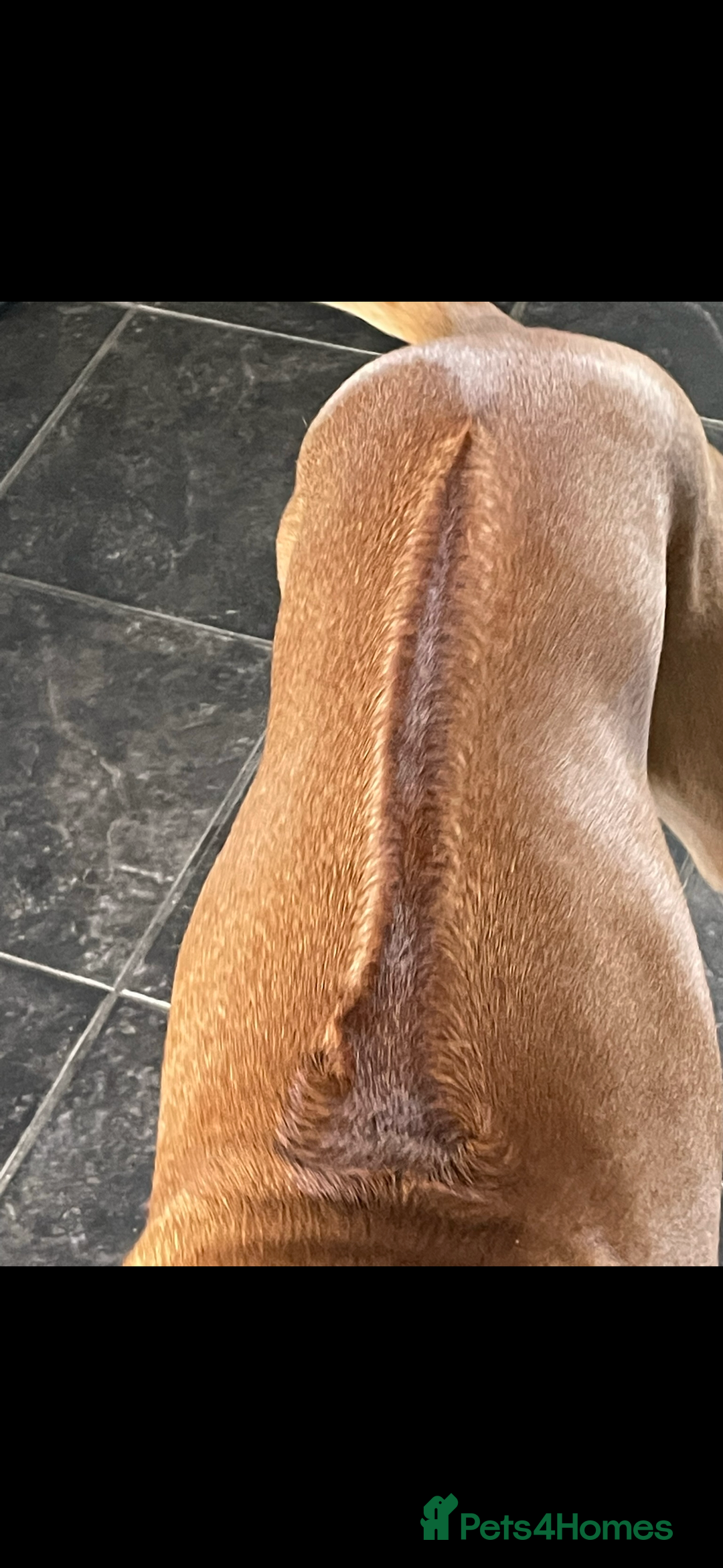 Rhodesian Ridgeback dogs for stud: Rhodesian Ridgeback - Advert 24