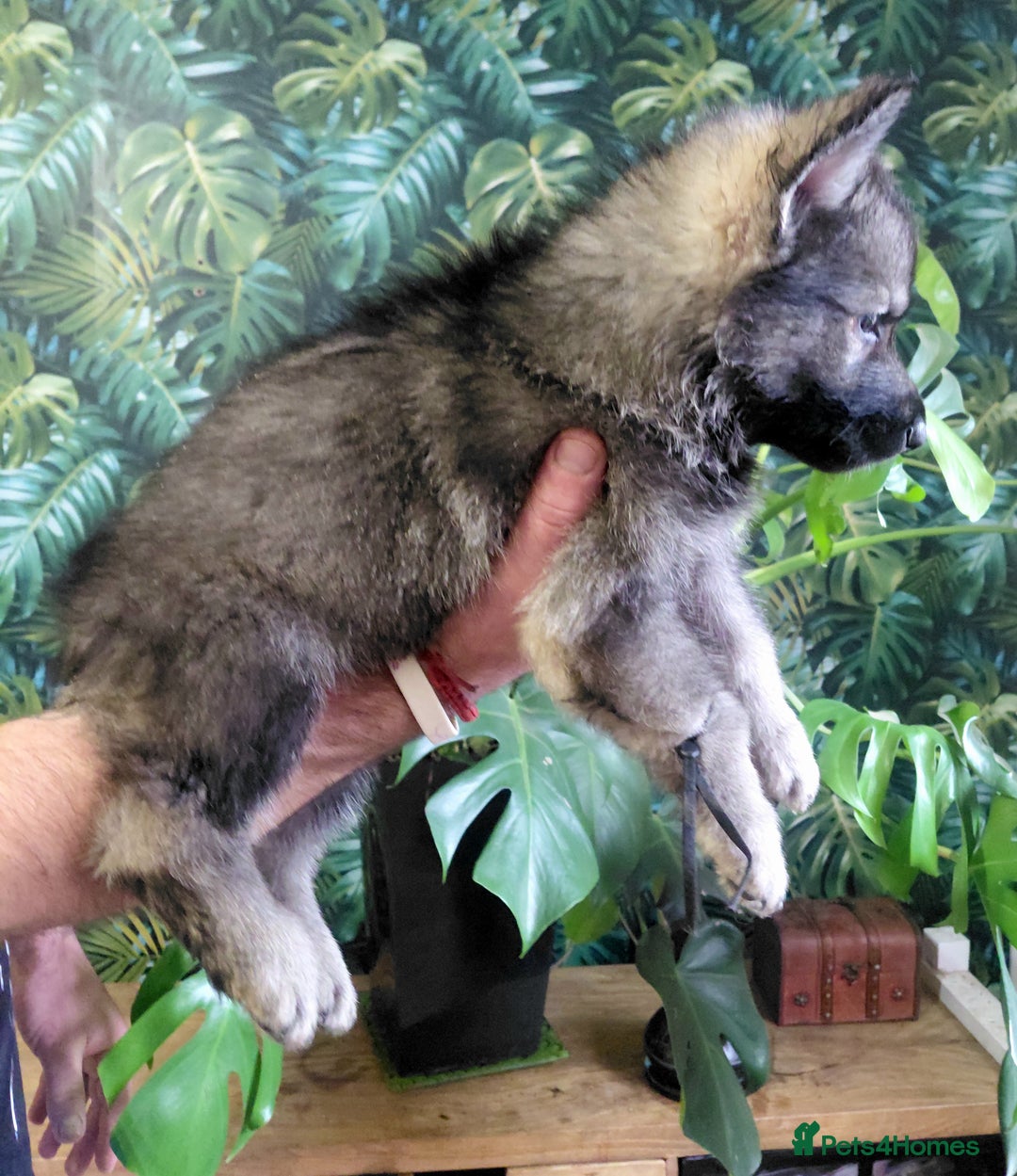 German Shepherd dogs for sale: German shepherd puppies - Advert 25