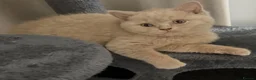 British Shorthair cats for sale: 3 gorgeous boys tica reg - Advert 15