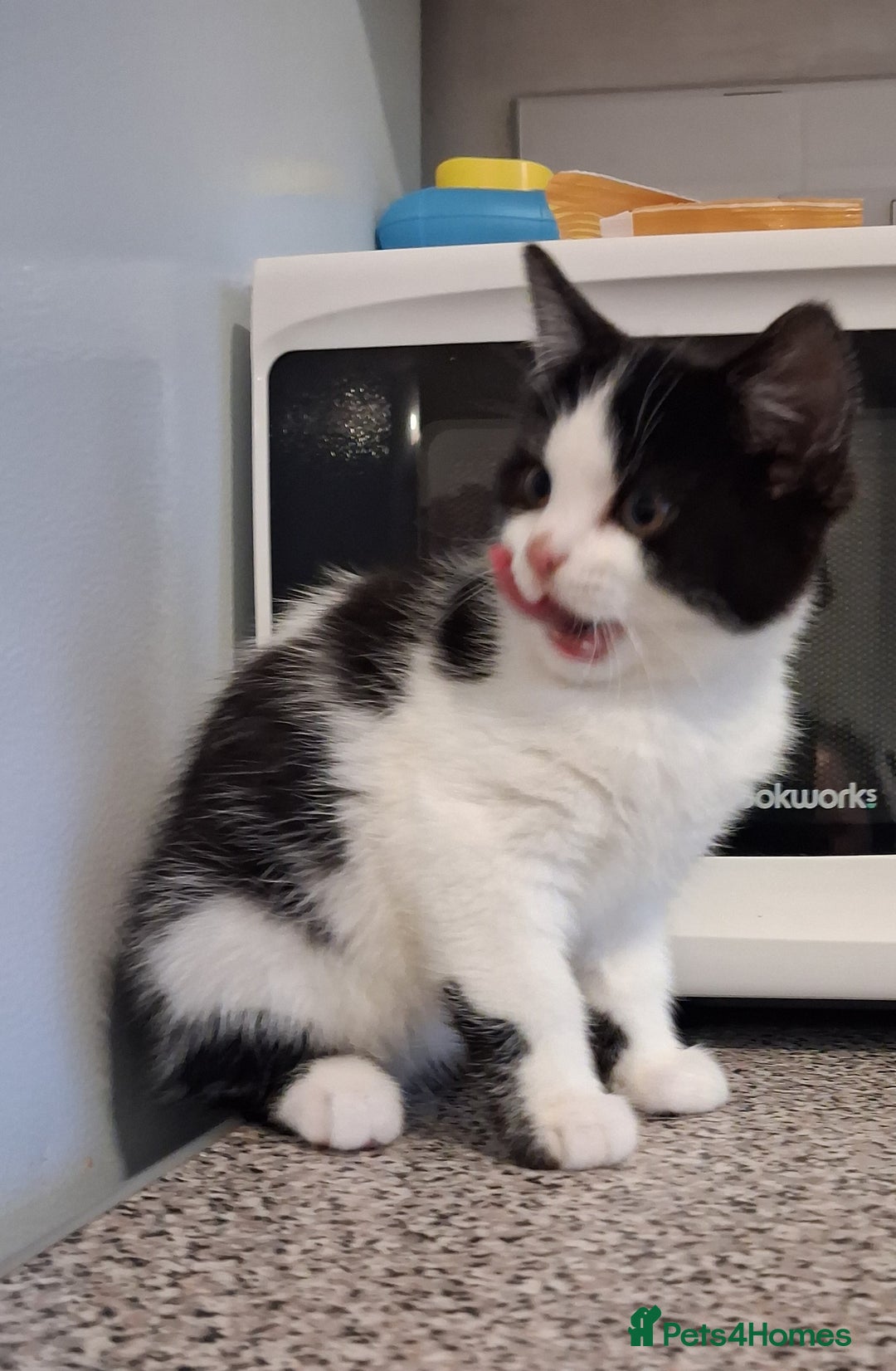 British Shorthair cats for sale: British Shorthair kitten  - Advert 6