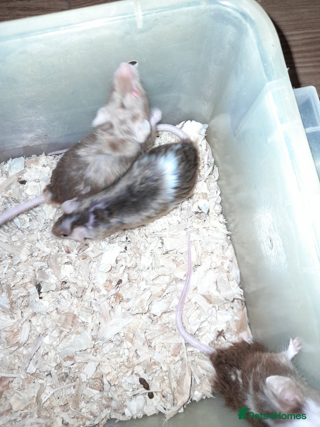 Mouse rodents for sale: Fancy mice - Advert 5