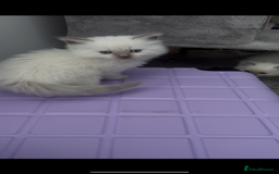 Ragdoll cats for sale: Beautiful Ragdoll kittens  - Image 18