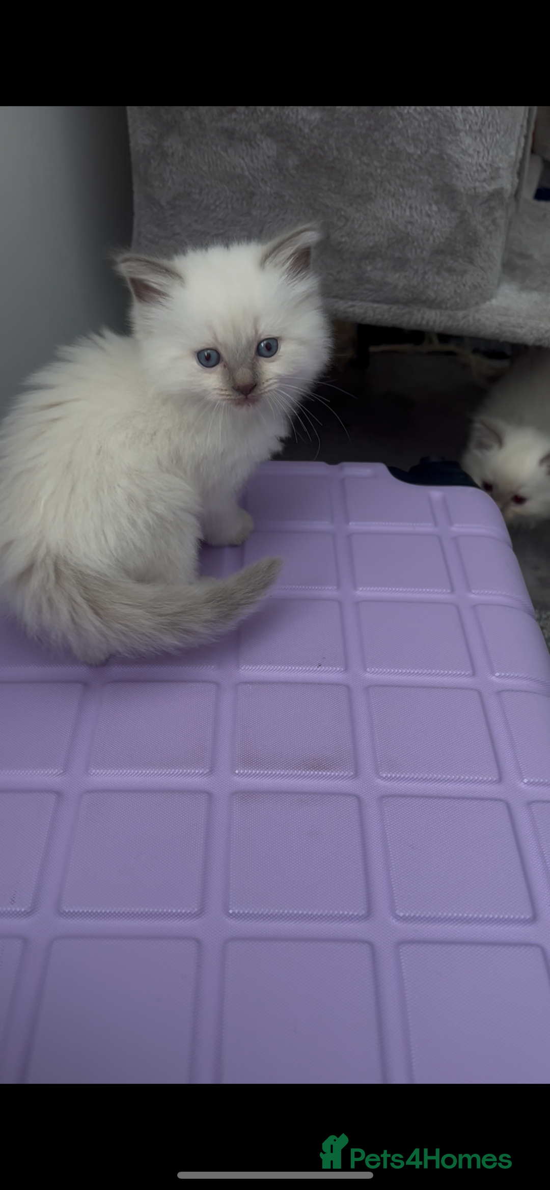 Ragdoll cats for sale: Beautiful Ragdoll kittens  - Image 18