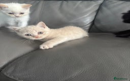 British Shorthair cats for sale: Stunning British shorthair kittens  - Image 7