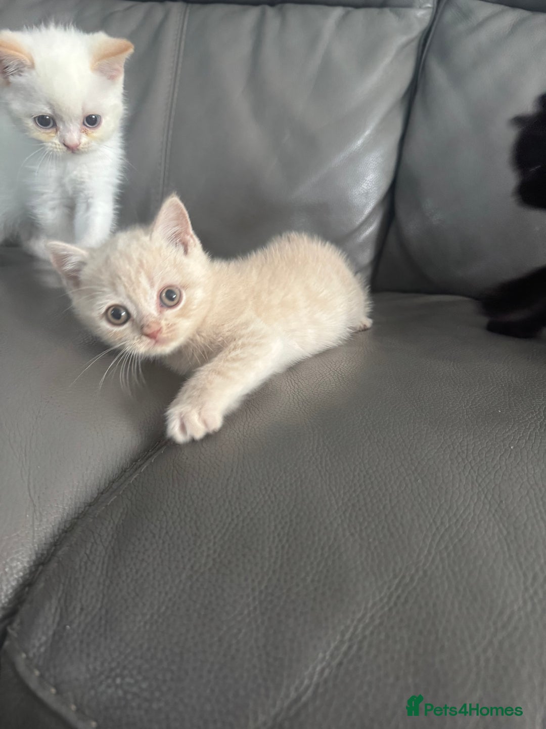 British Shorthair cats for sale: Stunning British shorthair kittens  - Image 7