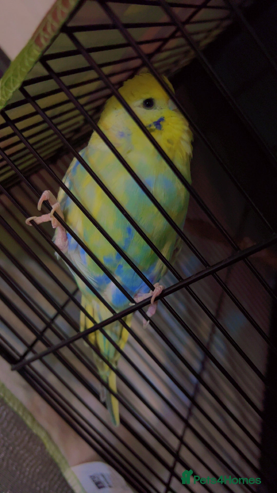 Budgerigars birds for sale: Budgies for sale 2 females with cage and food - Image 6